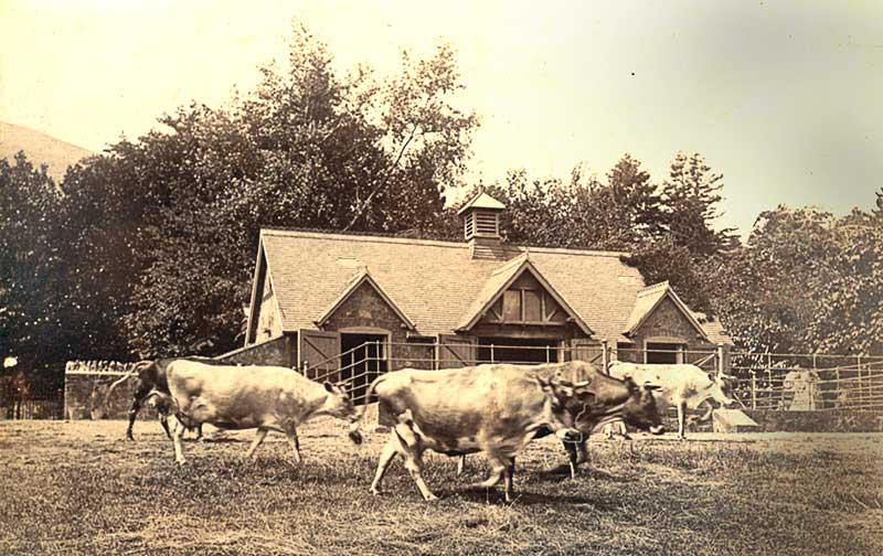 The cow house at Davenham